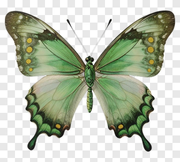 Green Butterfly With Yellow Spots PNG