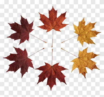 Maple Leaves In Autumn Colors PNG