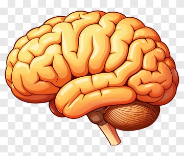 Cartoon Brain Illustration PNG