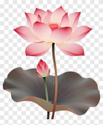 Pink Lotus Flower With Leaf PNG