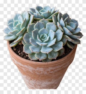 Blue Succulent In Terracotta Pot PNG
