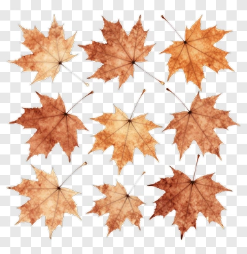 Maple Leaves In Autumn Colors PNG