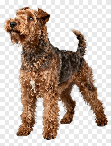 Airedale Terrier Standing PNG