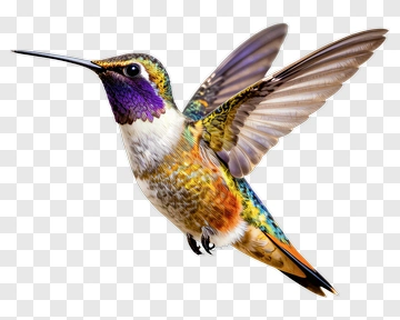 Hummingbird In Flight PNG