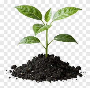 Young Plant Growing From Soil PNG
