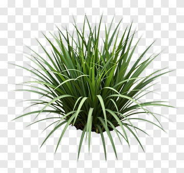 Green Plant With Long Spikes PNG