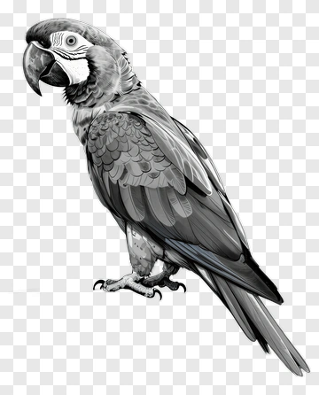 Hand-drawn Parrot PNG