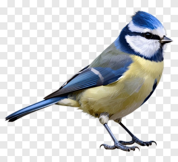 Blue Tit Bird Portrait PNG