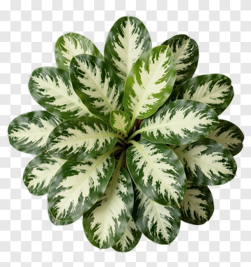 Variegated Plant With Green And White Leaves PNG
