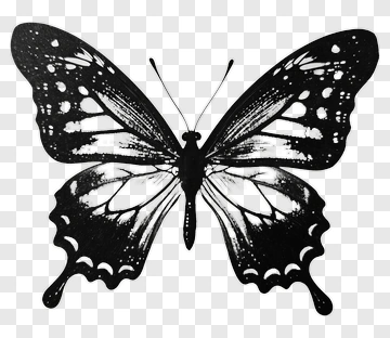 Black And White Hand Drawn Butterfly PNG
