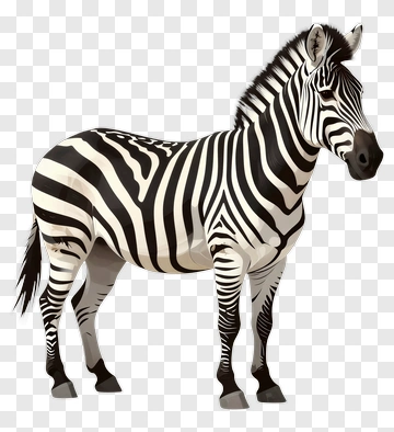 Zebra Standing PNG