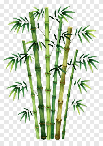 Bamboo Plant Illustration PNG