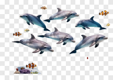 Dolphins And Clownfish In Colorful Aquarium PNG