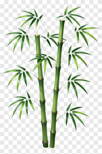 Bamboo Stalk With Green Leaves PNG