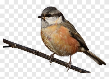 Small Bird Perched On Branch PNG