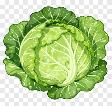 Cartoon Cabbage PNG