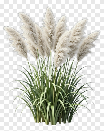 Pampas Grass PNG