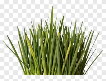 Fresh Green Grass Blades PNG