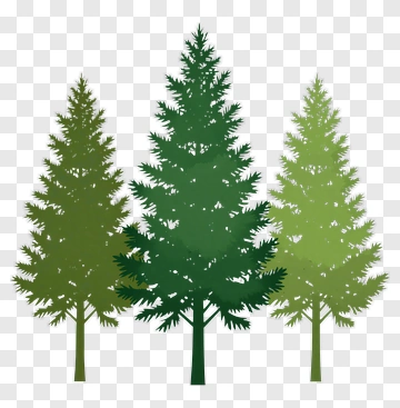 Three Pine Trees PNG