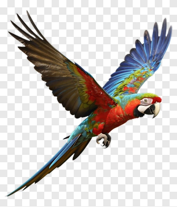 Flying Macaw In Vibrant Colors PNG