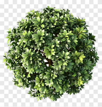 Topiary Ball PNG