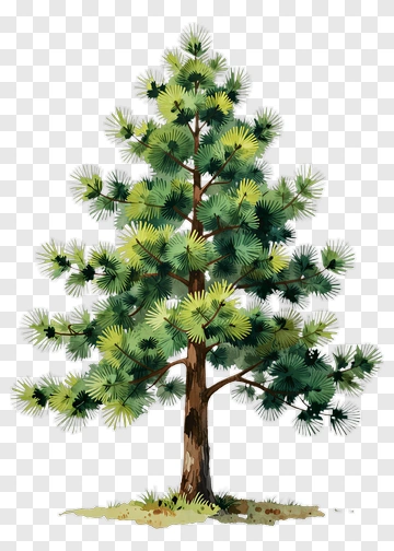Watercolor Pine Tree PNG