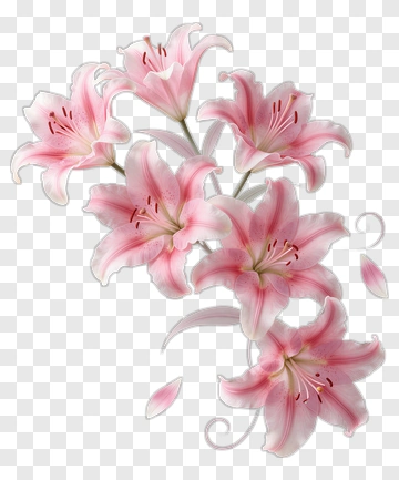 Pink Lily Blossoms PNG