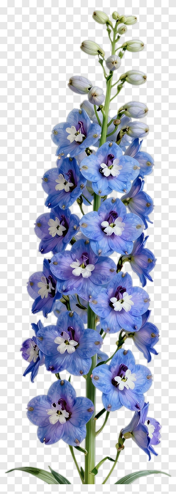 Blue Delphinium Flower PNG
