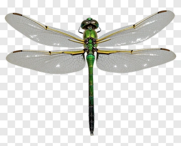 Green Dragonfly With Yellow Markings PNG