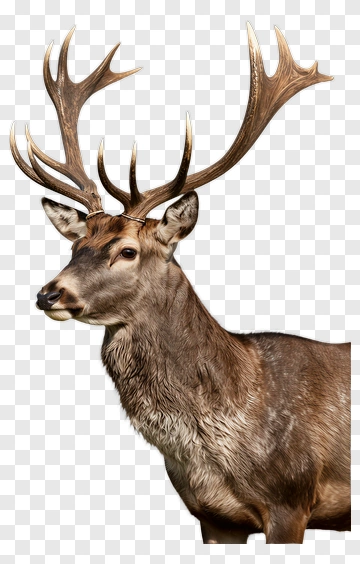 Stag With Majestic Antlers PNG