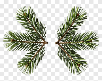 Two Pine Branches Forming A Heart Shape PNG
