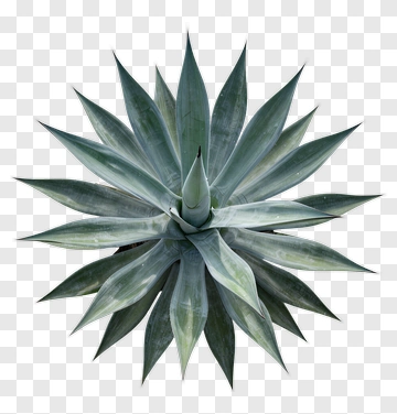 Agave Succulent Plant PNG