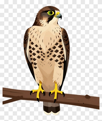 Falcon Perched On Branch PNG