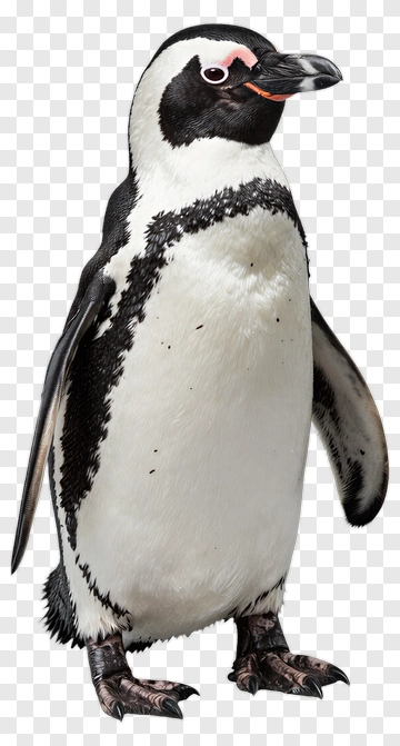 Penguin Standing PNG