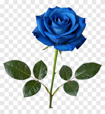 Blue Rose With Dewdrops PNG