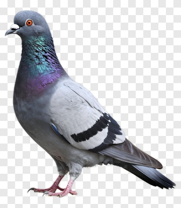 Pigeon With Iridescent Neck PNG