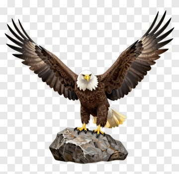 Bald Eagle Standing On Rock PNG