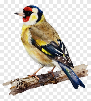 Goldfinch Watercolor Illustration PNG
