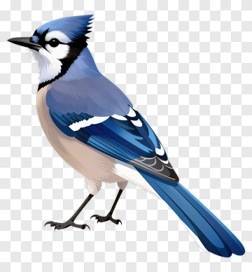 Blue Jay PNG