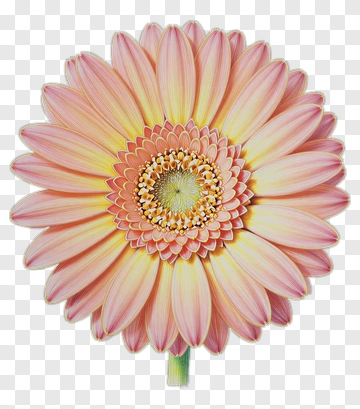 Gerbera Daisy In Pink And Yellow PNG