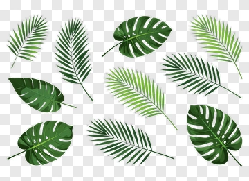 Tropical Palm And Monstera Leaves PNG