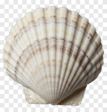 Seashell With Natural Patterns PNG