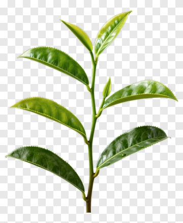 Tea Leaf PNG