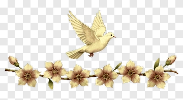 Flying Dove With Cherry Blossoms PNG