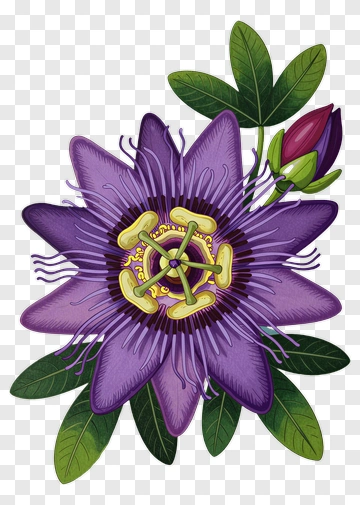 Passion Flower Botanical Illustration PNG