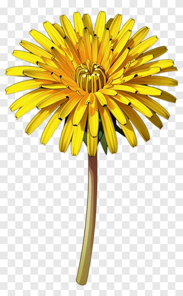Yellow Dandelion With Stem PNG