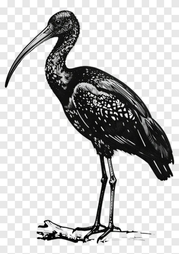 Ibis PNG