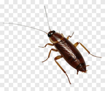 Brown Cockroach With Long Antennae PNG