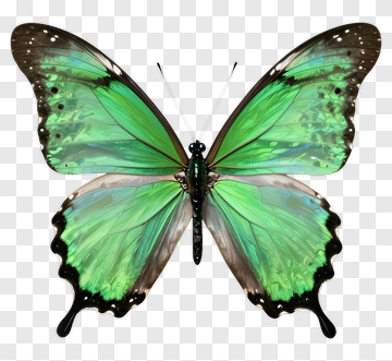 Emerald Green Butterfly PNG