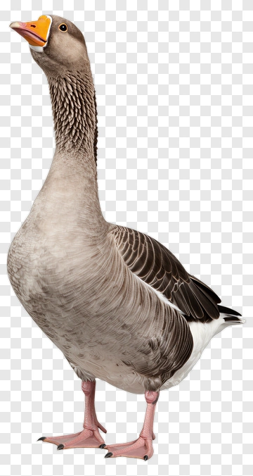 Goose PNG